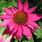 Scheinsonnenhut / Echinacea purpurea in Sorten