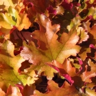 Purpurgl&ouml;ckchen / Heuchera x brizoides Creme Brulee