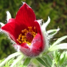 K&uuml;chenschelle / Pulsatilla vulgaris
