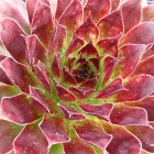 Dachwurz / Sempervivum in Sorten