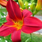 Taglilie / Hemerocallis in Sorten