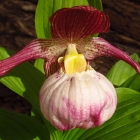 Winterharter Frauenschuh / Cypripedium