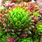 Dachwurz / Sempervivum in Sorten