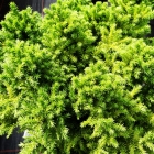 Zwerg-Wacholder / Juniperus procumbens Nana