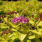 Zwerg-Goldspiere / Spirea jap. Golden Prinzess