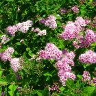 Polsterspiere / Spirea japonica Nana